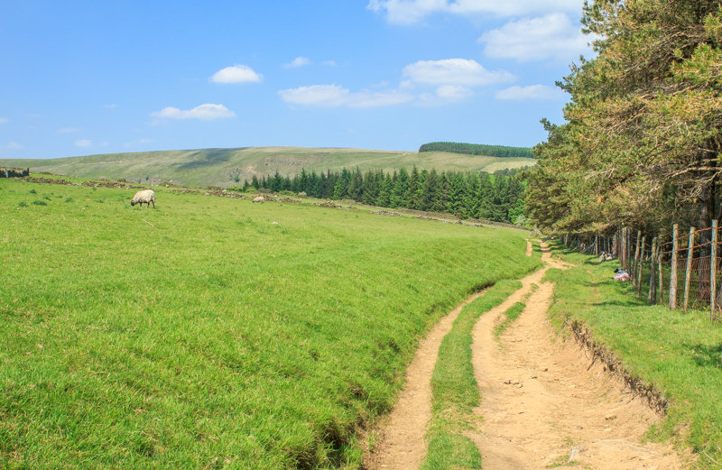 Pasture Tor