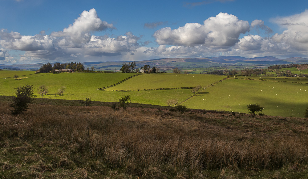 Cheviots