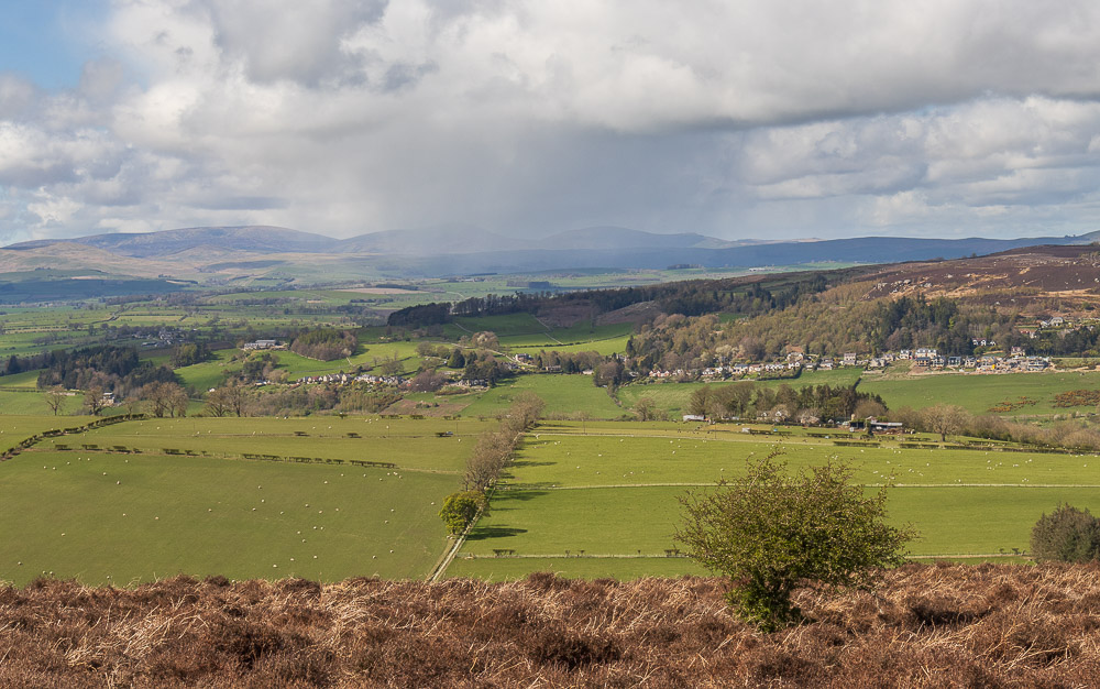 Cheviots