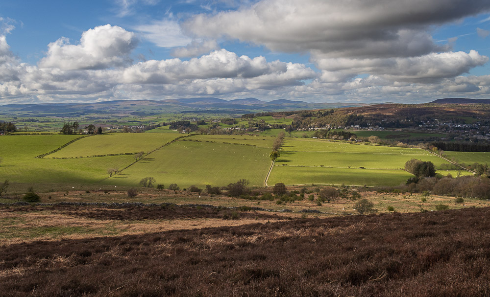 Cheviots