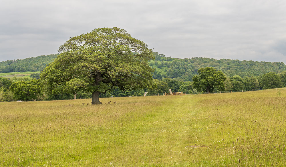 Chatsworth Park