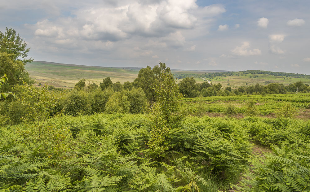 Ramsley Moor