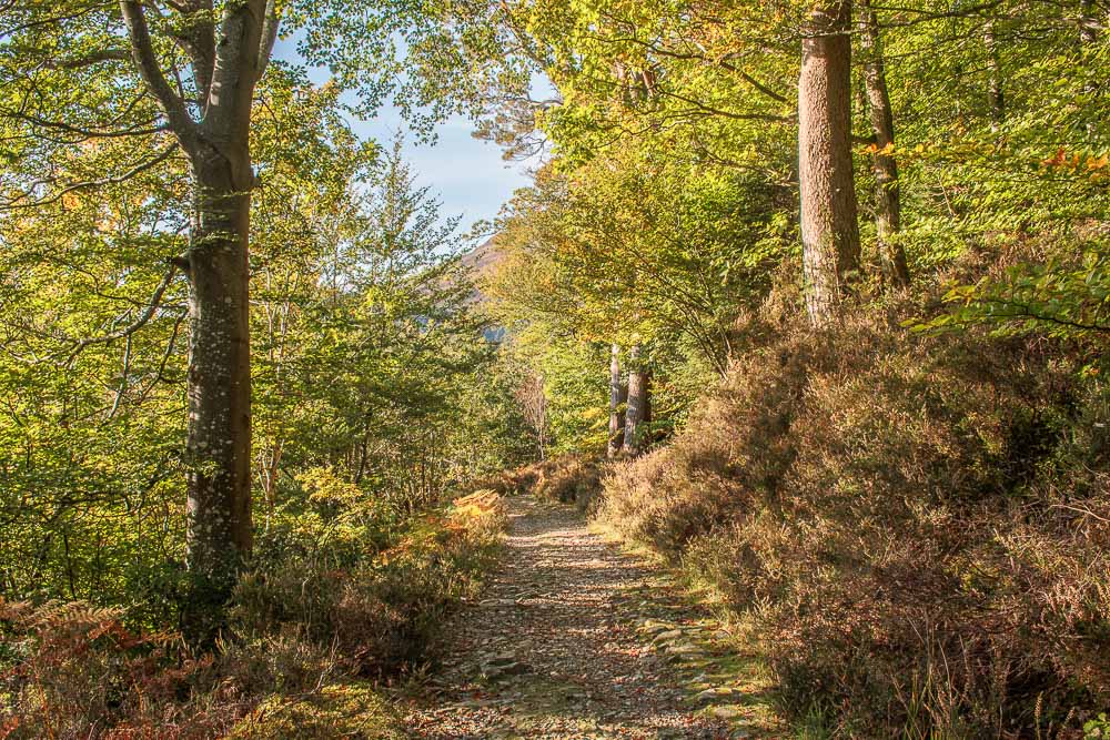Lanthwaite Woods